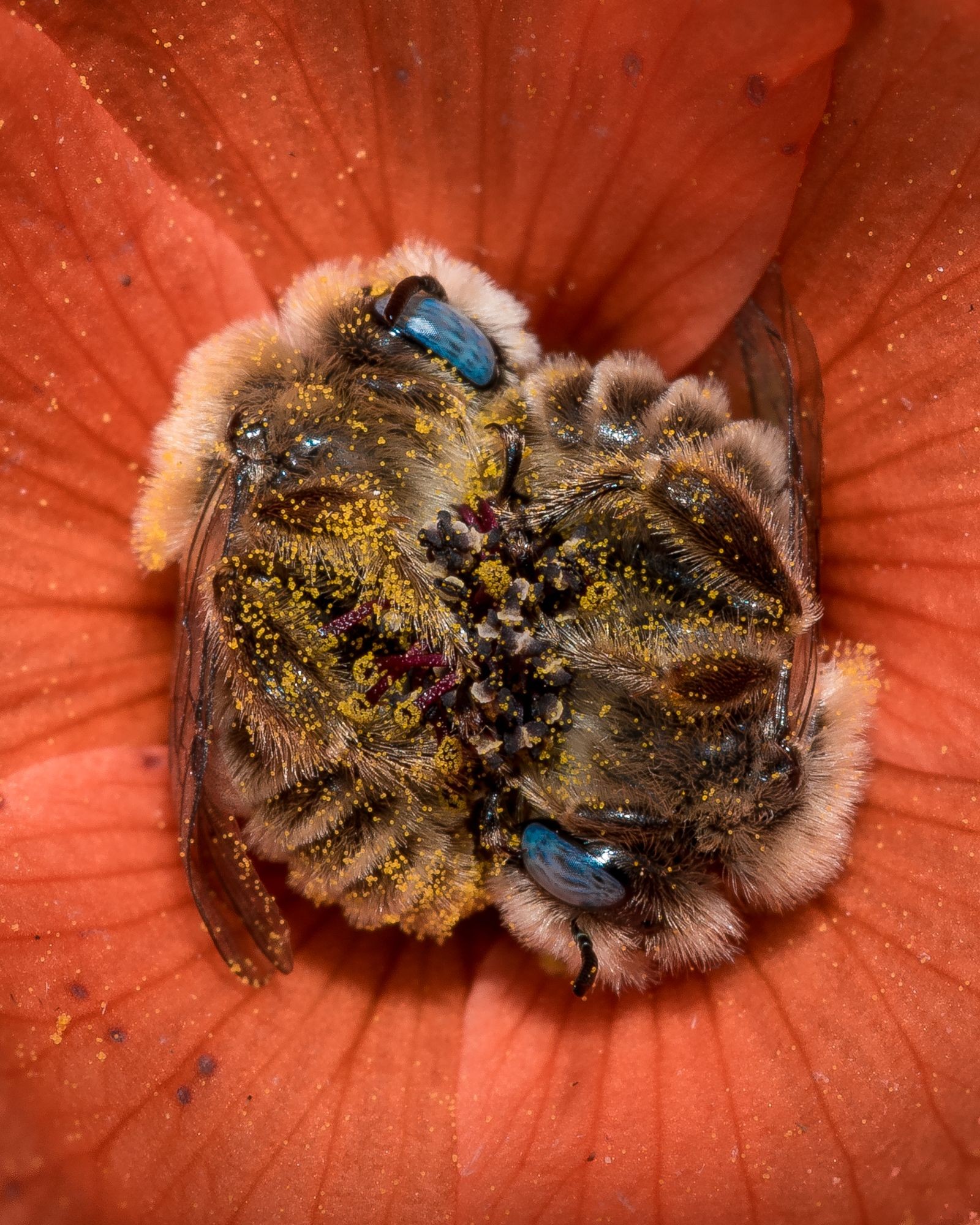 Пчёлы, спящие в цветке. Фотограф Джо Нили
