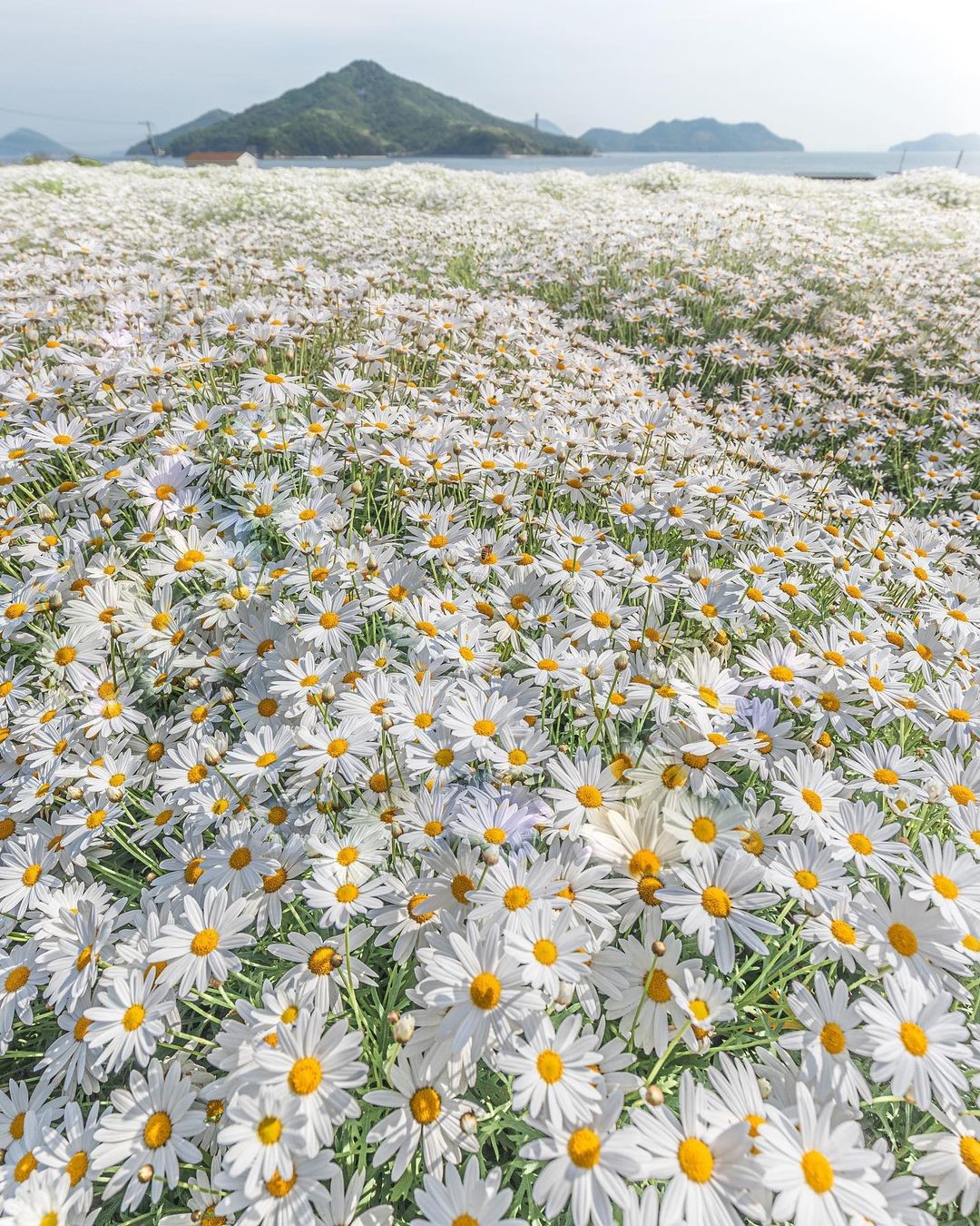 «Ромашковое море». Цветочный парк в префектуре Кагава, Япония. Фотограф Makoto (zeal_88)