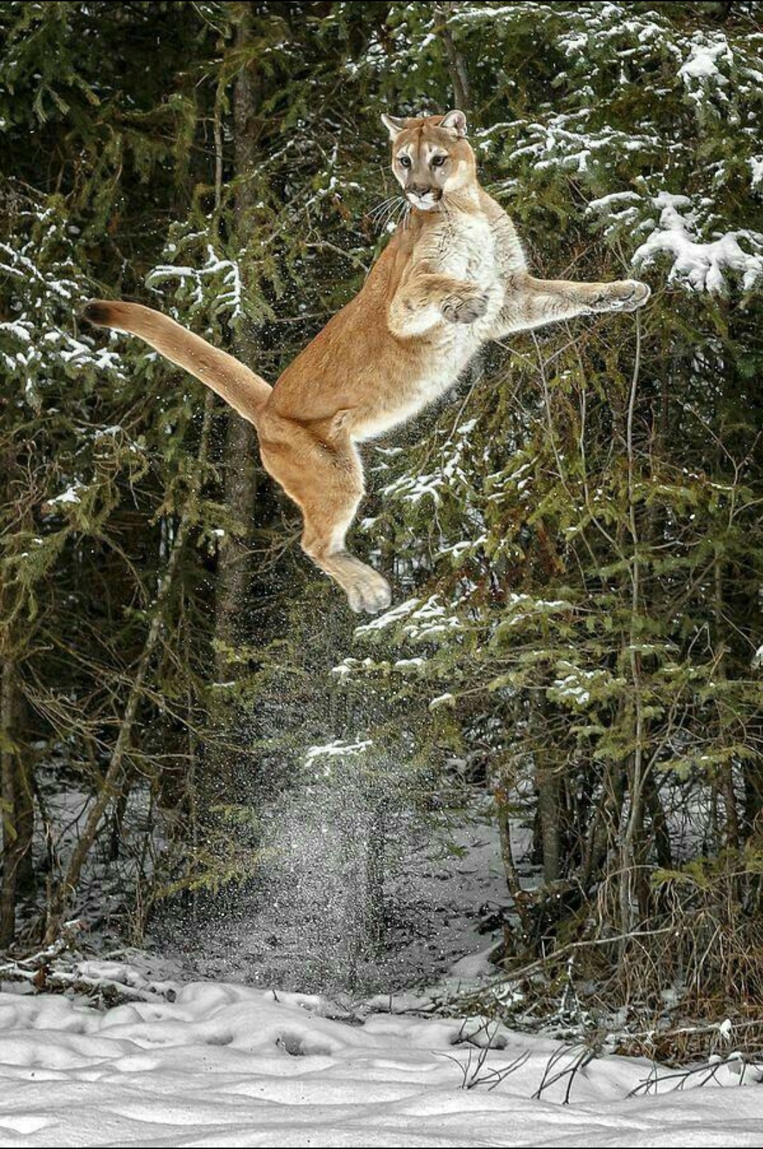 Пума в прыжке. Горный лев (кугуар) способен запрыгнуть на 4,5 м
