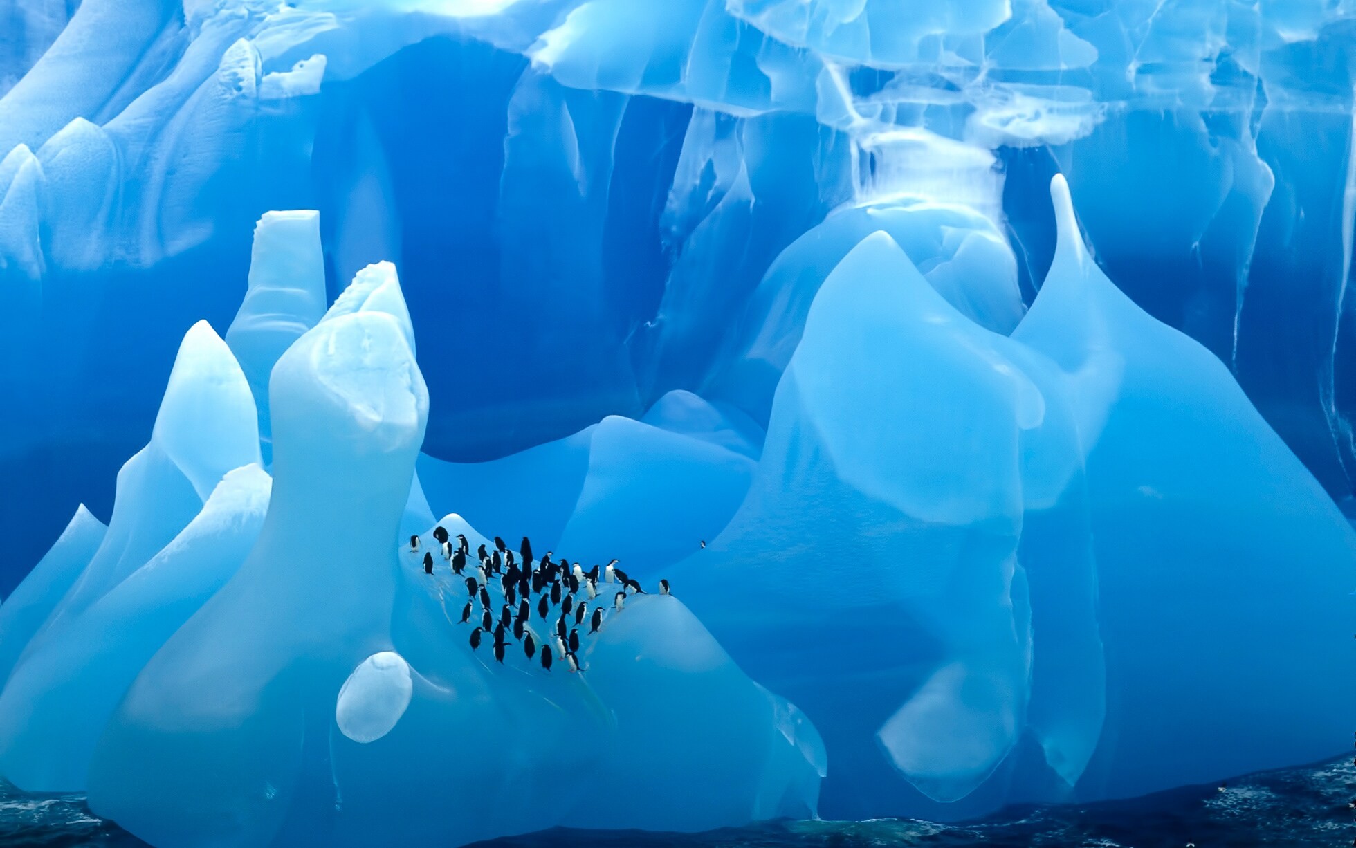 Антарктические пингвины на редком голубом айсберге. Фотограф Марк Джей Томас