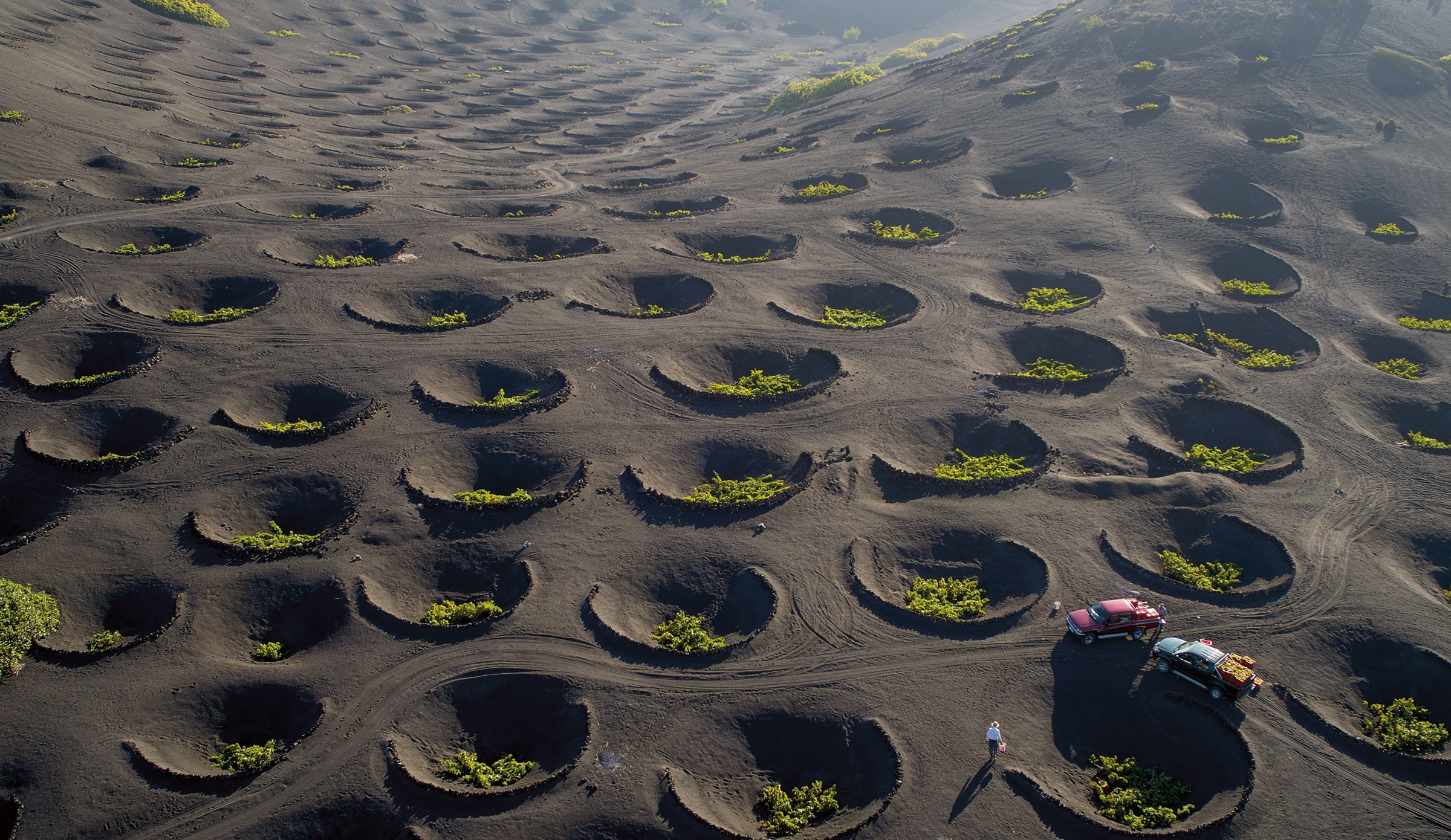 Виноградники в знаменитых вулканических лунных ландшафтах Лансароте. Канарские острова, Испания