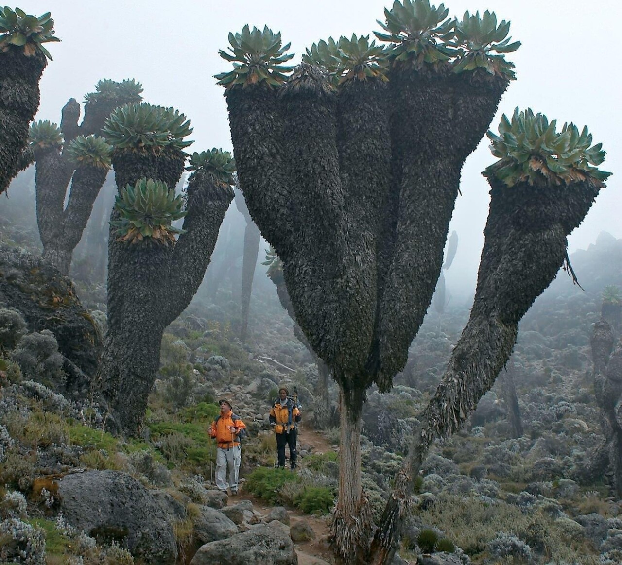 Гигантские крестовники, доисторические растения, обнаруженные на горе Килиманджаро