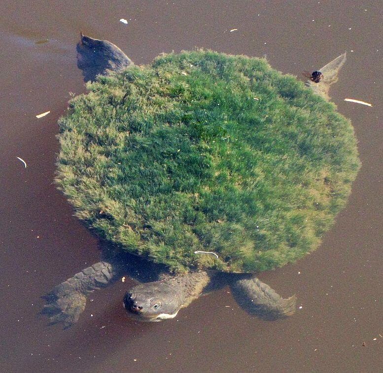 Маленький Великий А’Туин. Черепаха реки Мэри с водорослями на панцире