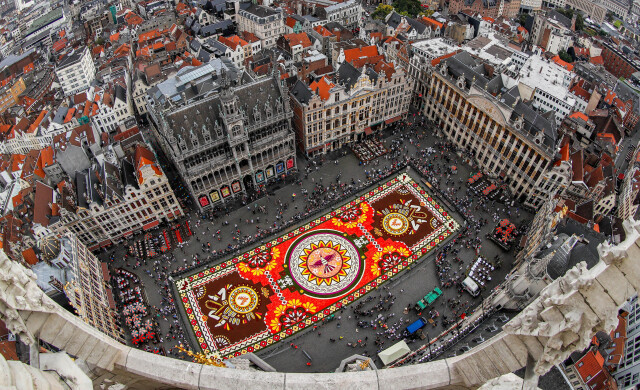 Гигантский ковёр из живых цветов на главной площади Брюсселя