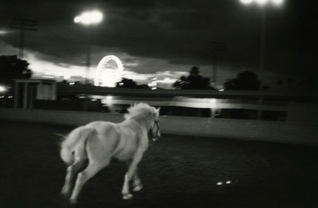 «Белый конь». Фотограф Элмо Тайд