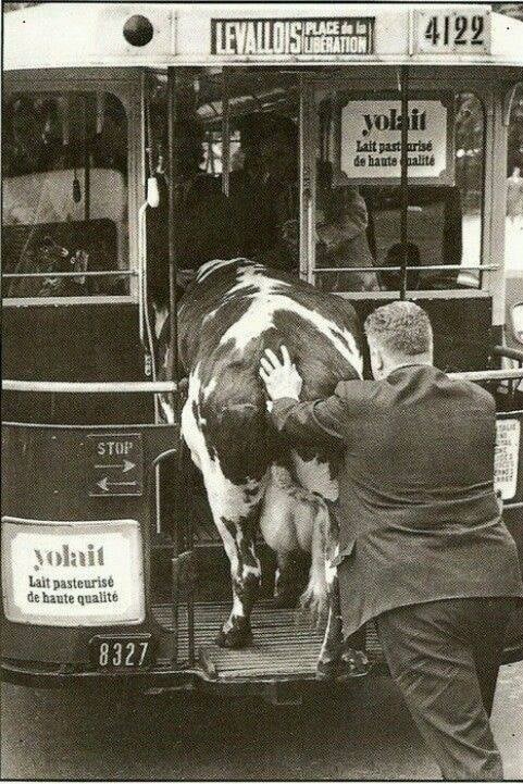Корова и трамвай