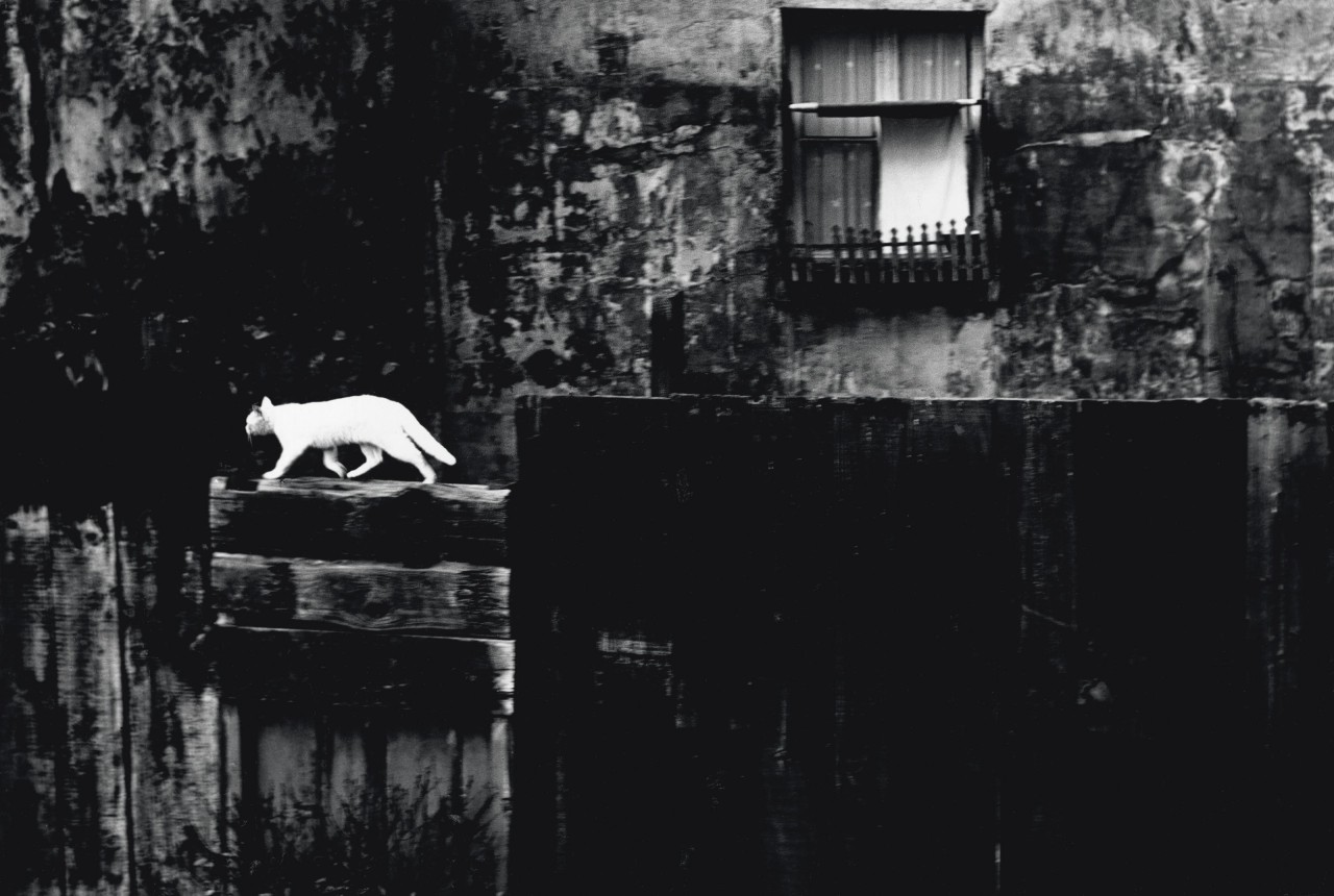 Чёрная стена с котом, Париж 1954. Фотограф Пьерджорджо Бранци