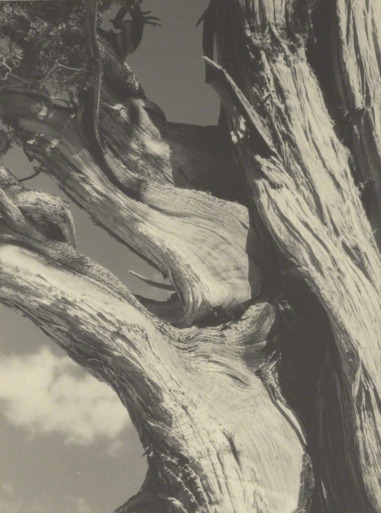 Можжевельник, Сьерра-Невада, Калифорния, 1930. Фотограф Энсел Адамс