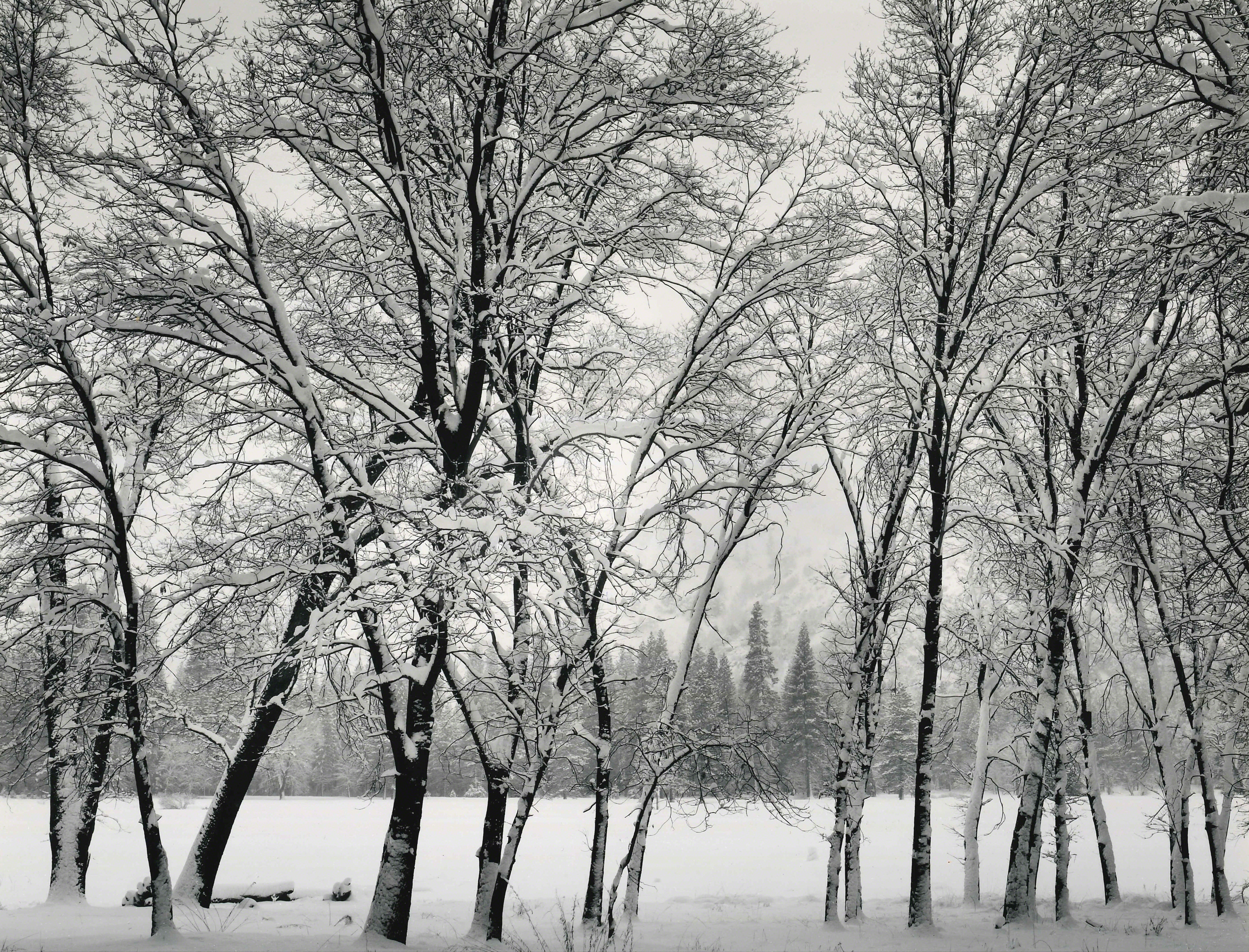 Молодые дубы, зима, 1935. Фотограф Энсел Адамс
