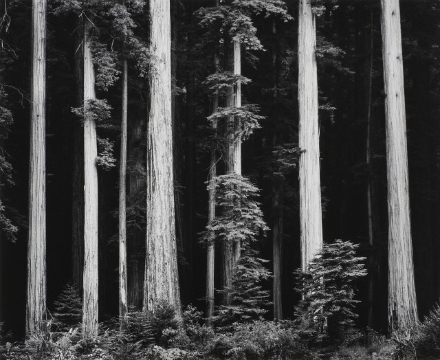 Красные леса северного побережья Калифорнии, 1960. Фотограф Энсел Адамс