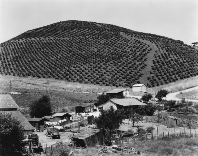 Виноградник, 1933. Фотограф Эдвард Уэстон