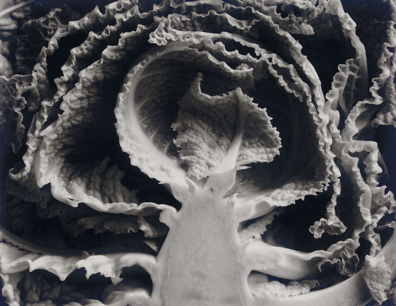 Капуста, разрезанная надвое, 1930. Фотограф Эдвард Уэстон