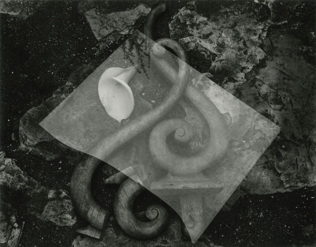 Лилии и стекло, 1939. Фотограф Эдвард Уэстон