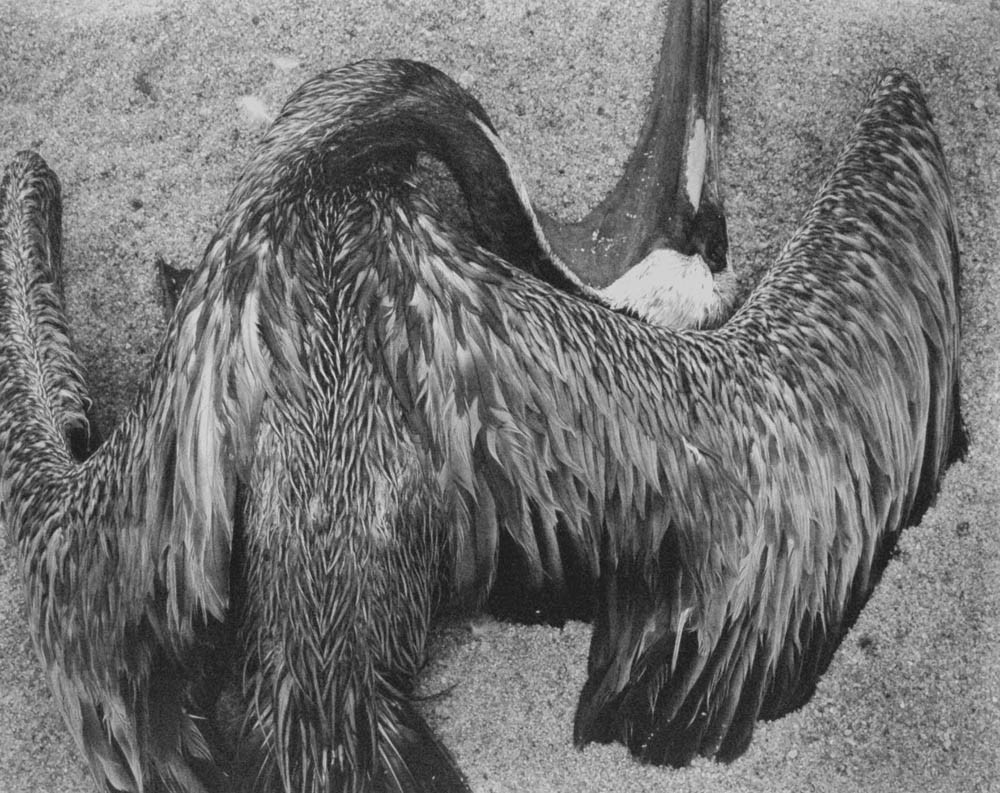 Пеликан, 1943. Фотограф Эдвард Уэстон