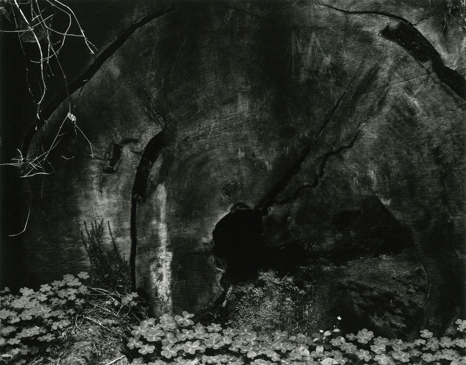 Пень красного дерева, 1937. Фотограф Эдвард Уэстон