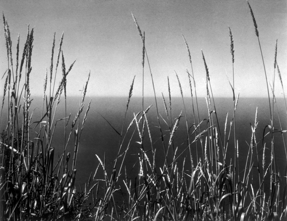 Трава напротив моря, 1937. Фотограф Эдвард Уэстон