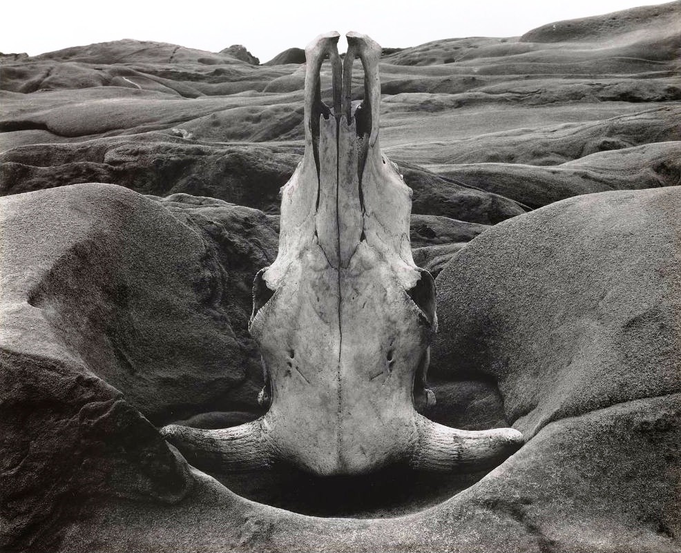 Череп и скала, 1931. Фотограф Эдвард Уэстон