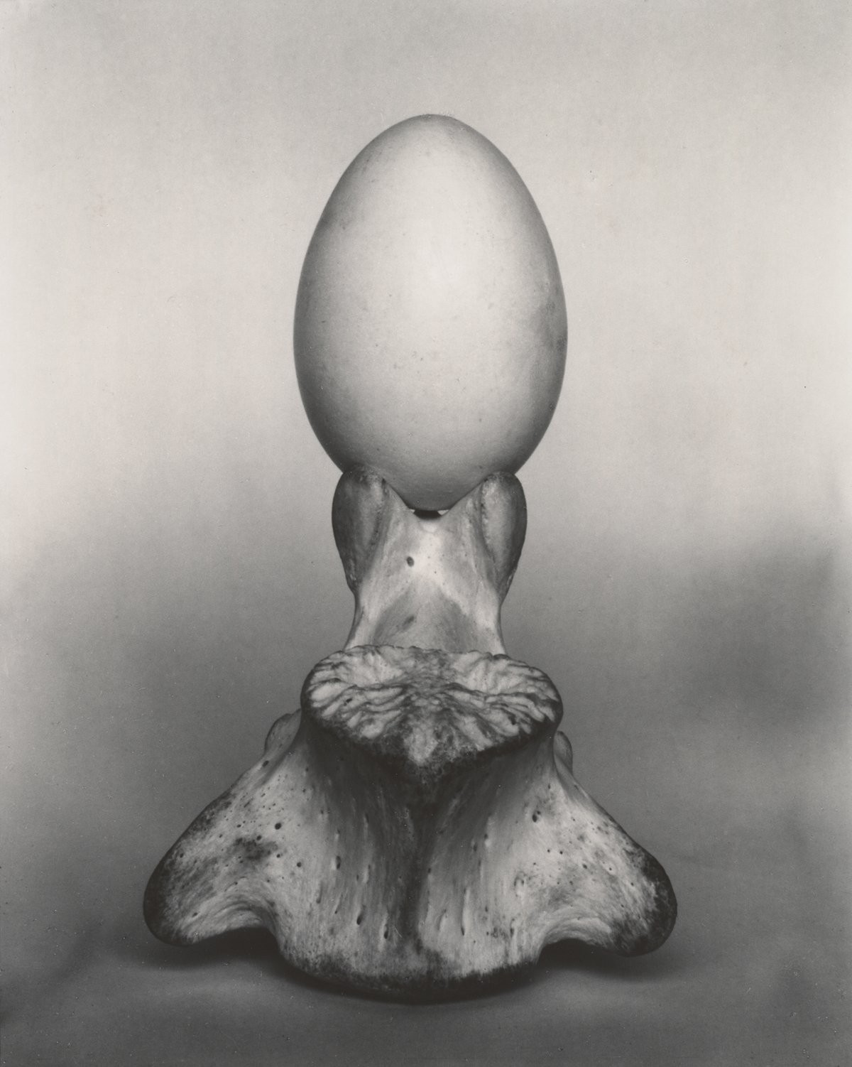 Яйцо на кости, 1930. Фотограф Эдвард Уэстон