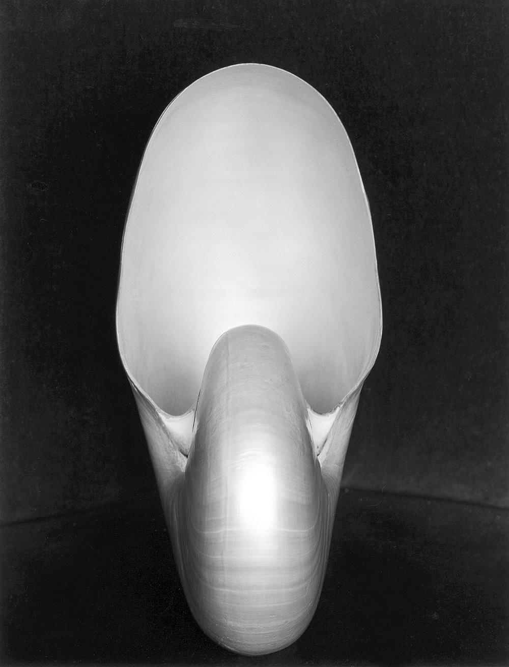 Наутилус, 1927. Фотограф Эдвард Уэстон