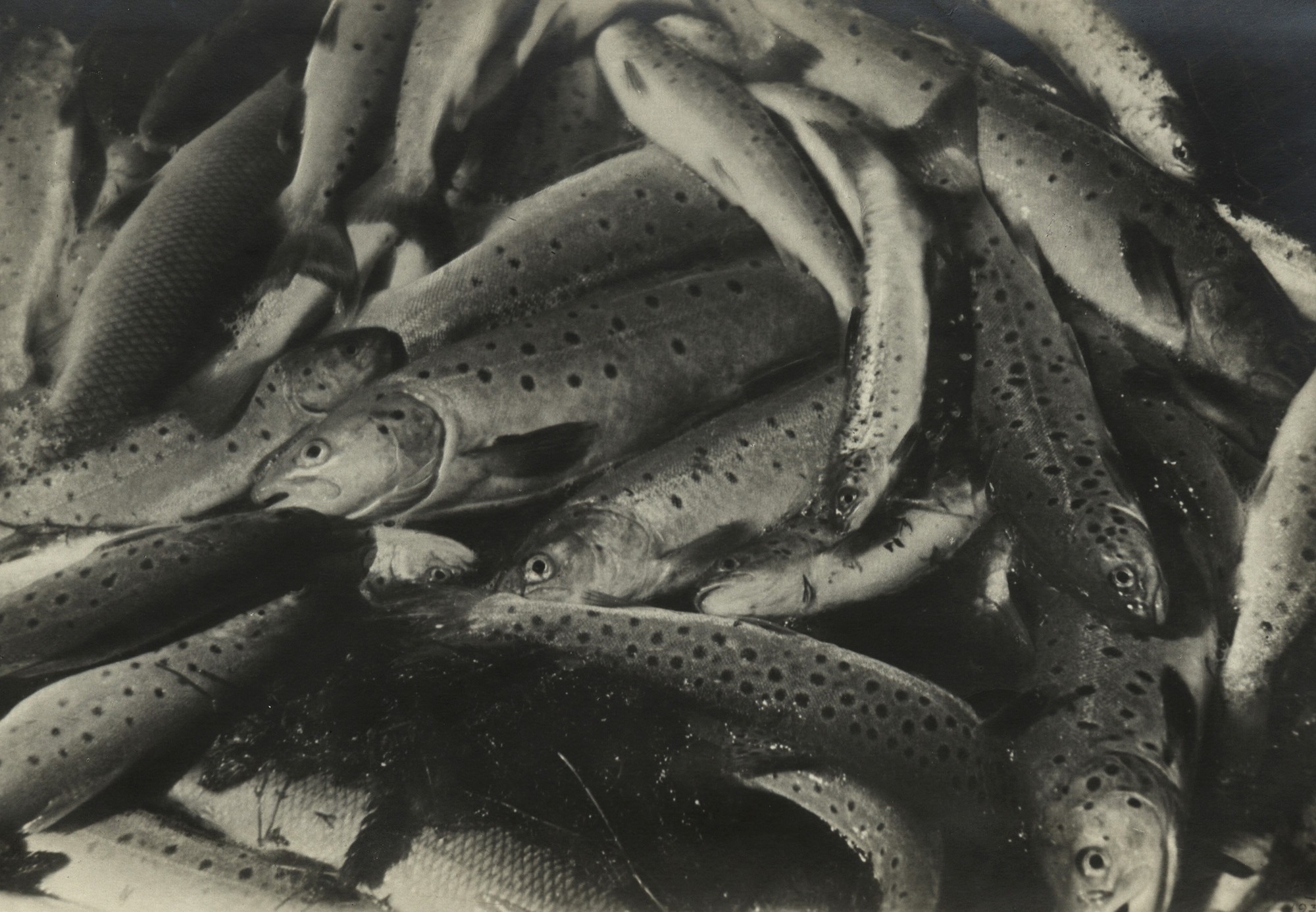 Севанские форели, 1930-е. Фотограф Пётр Клепиков