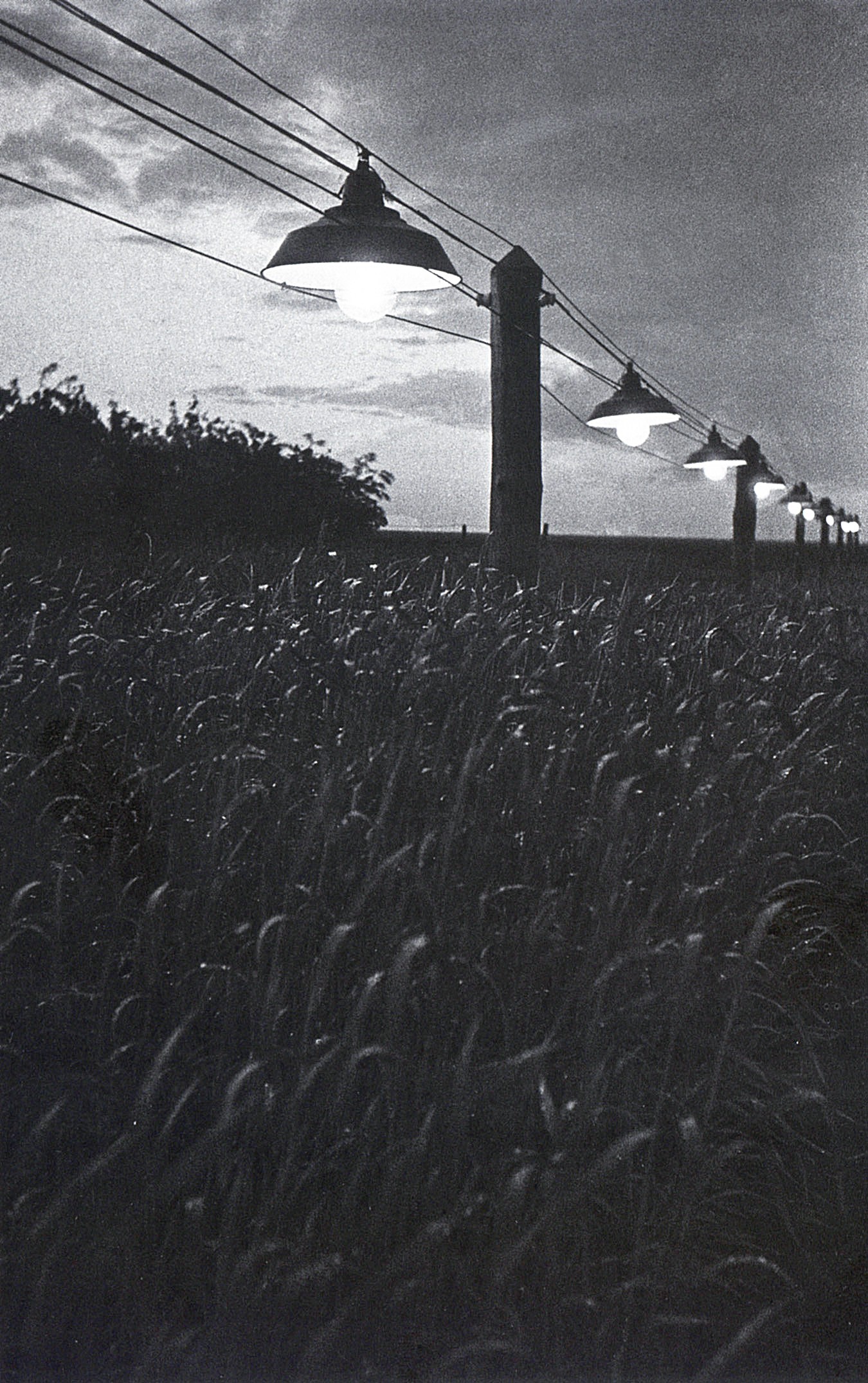 На опытном поле академика Лысенко, 1936. Фотограф Аркадий Шайхет