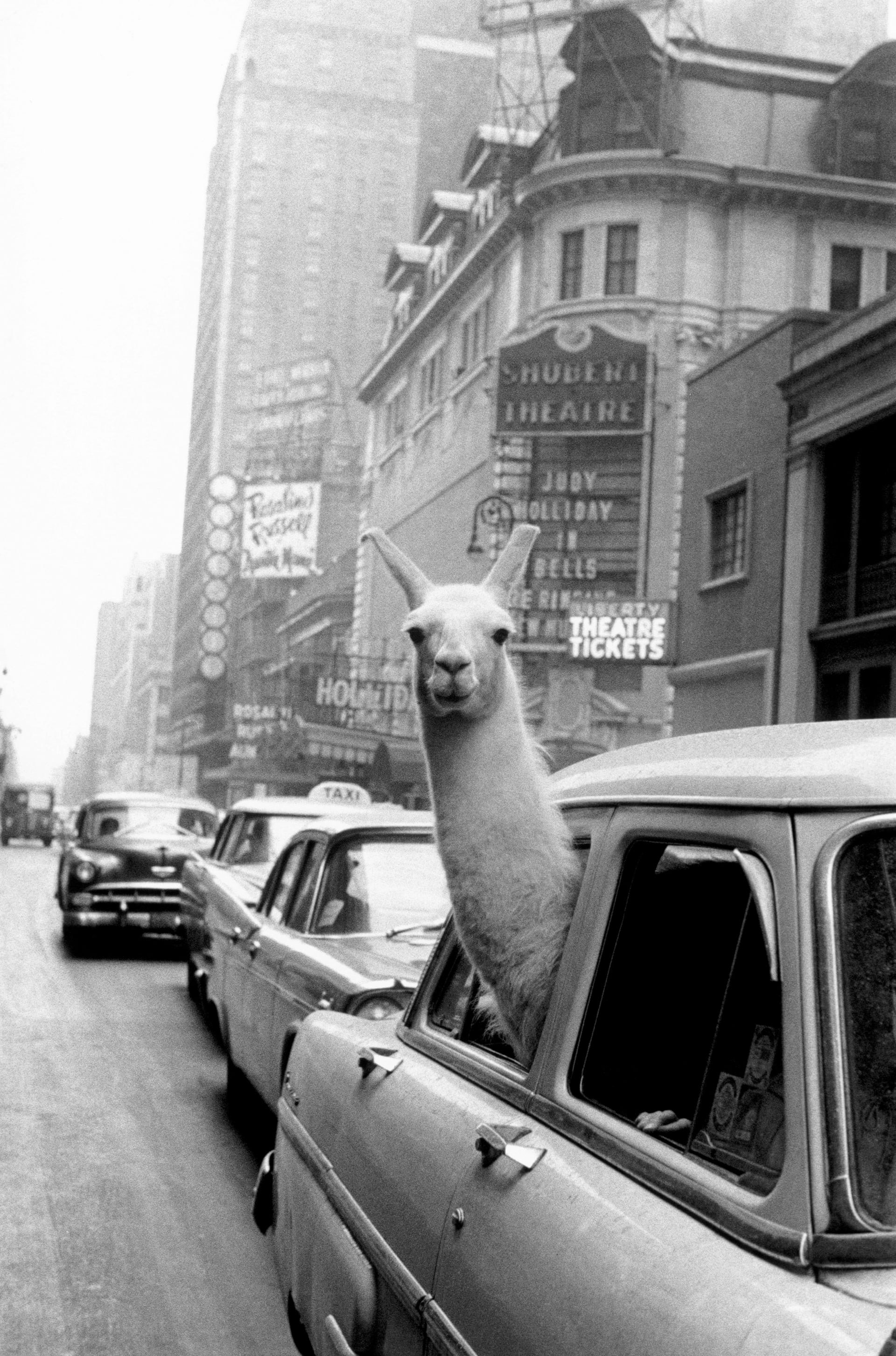 Лама на Таймс-сквер, Нью-Йорк, 1957. Фотограф Инге Морат