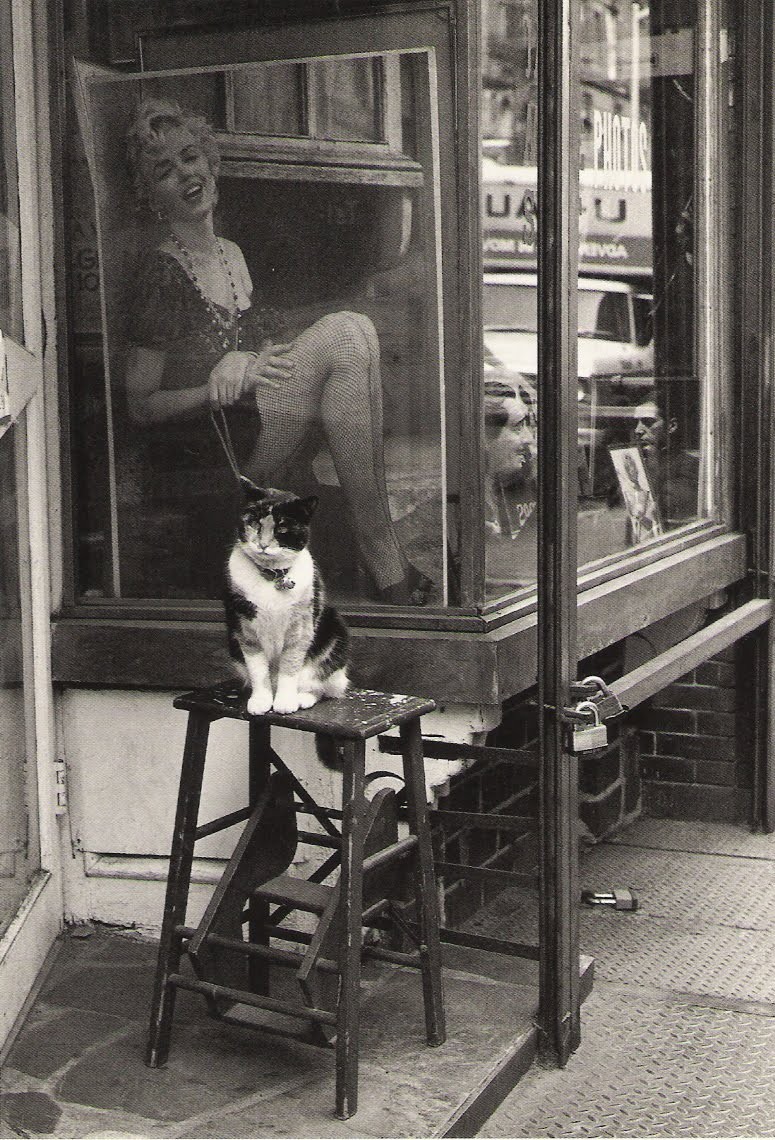 «Кот и Мэрилин», Томпсон-стрит, Нью-Йорк, 1988. Фотограф Виктор Макароль (Victor Macarol)