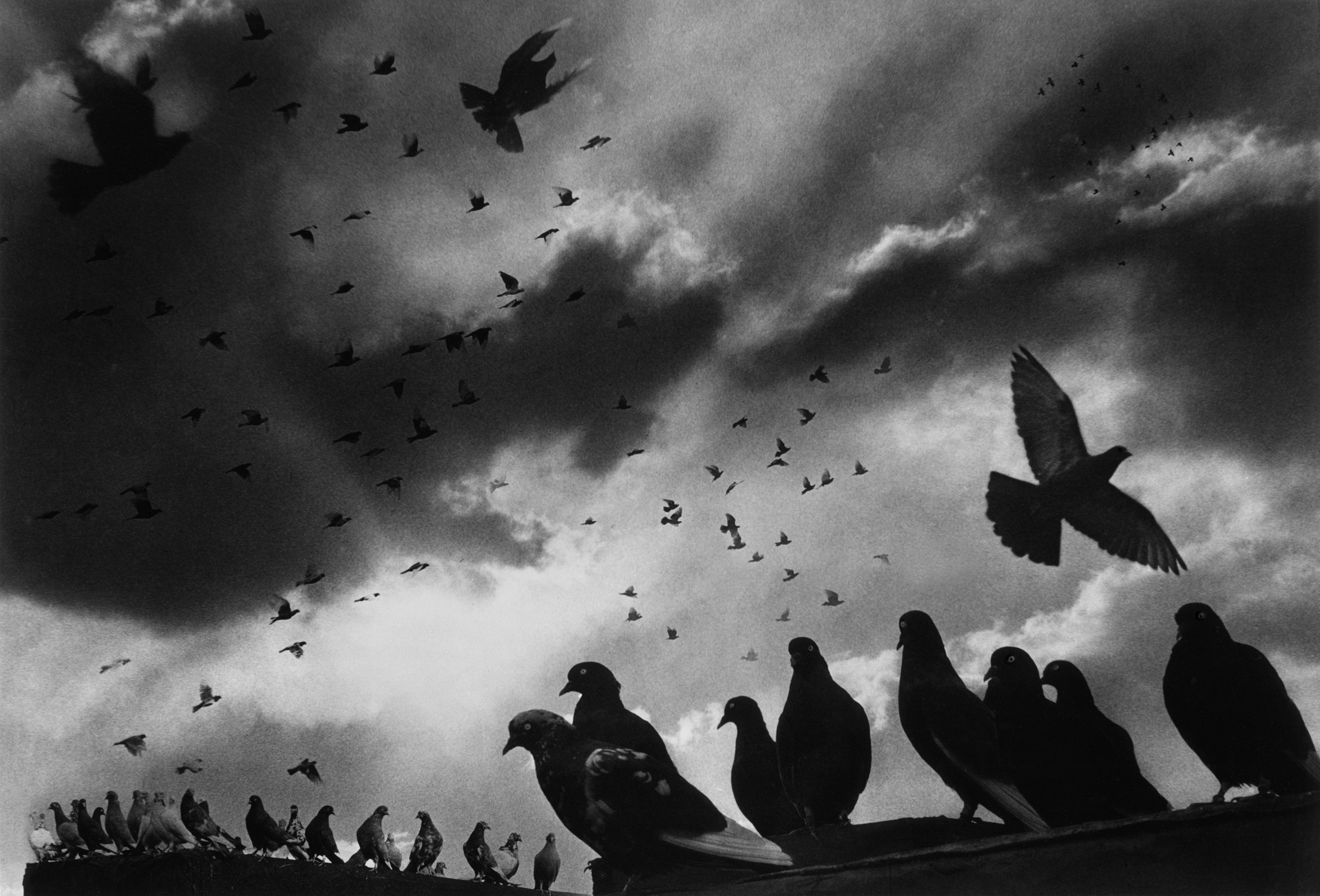 Голуби, 1956. Фотограф Гарольд Файнштейн 