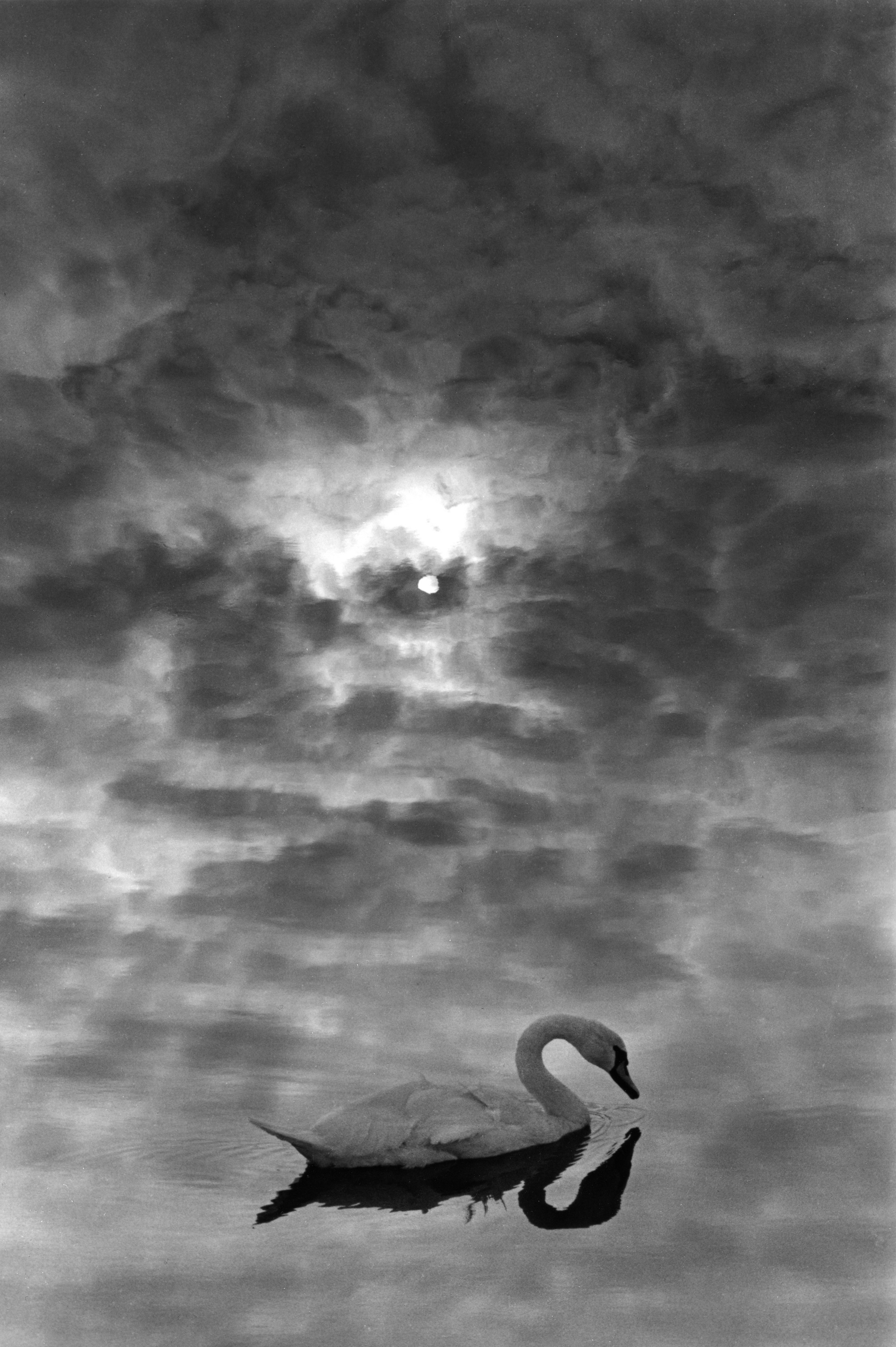 Лебедь, небо и вода, 1965. Фотограф Гарольд Файнштейн 