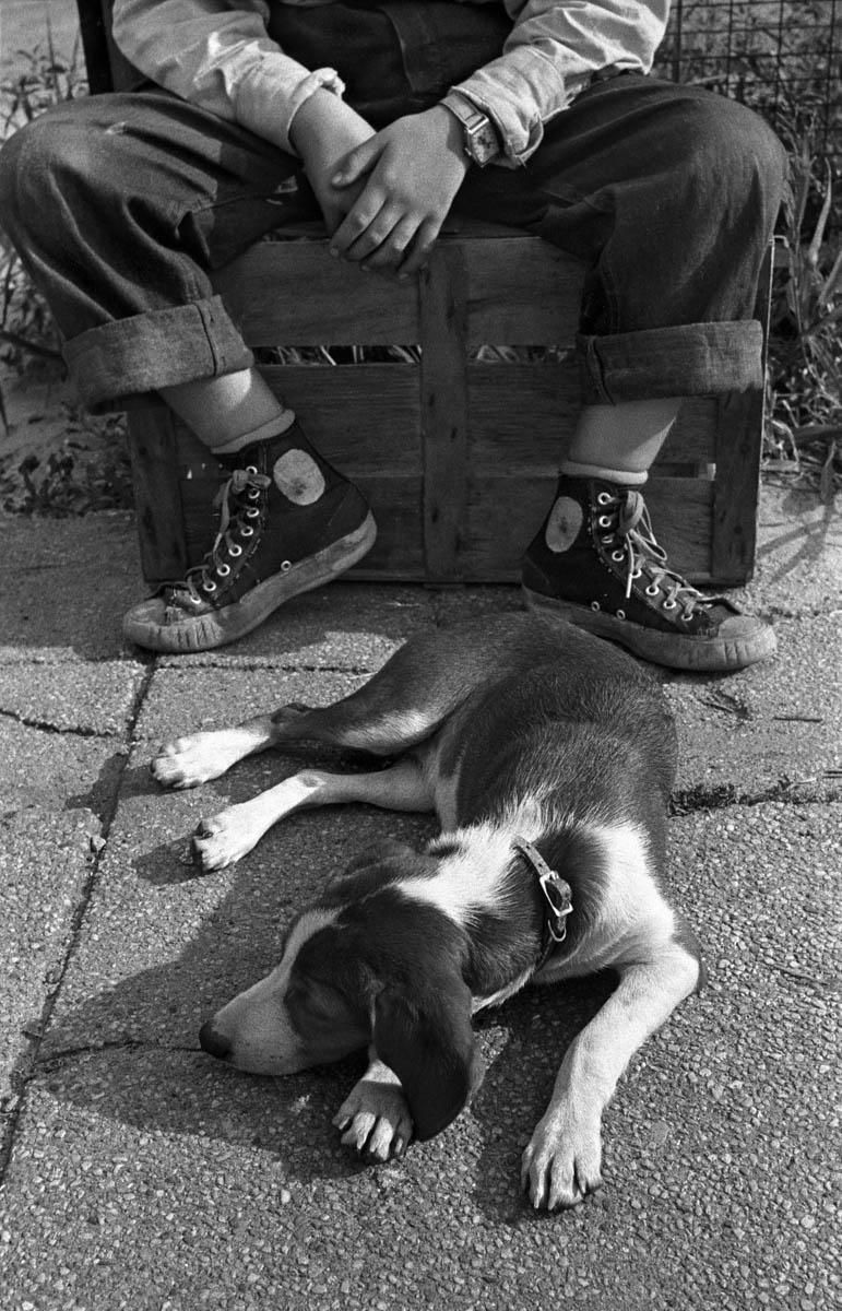 Мальчик и его собака, 1950. Фотограф Гарольд Файнштейн 