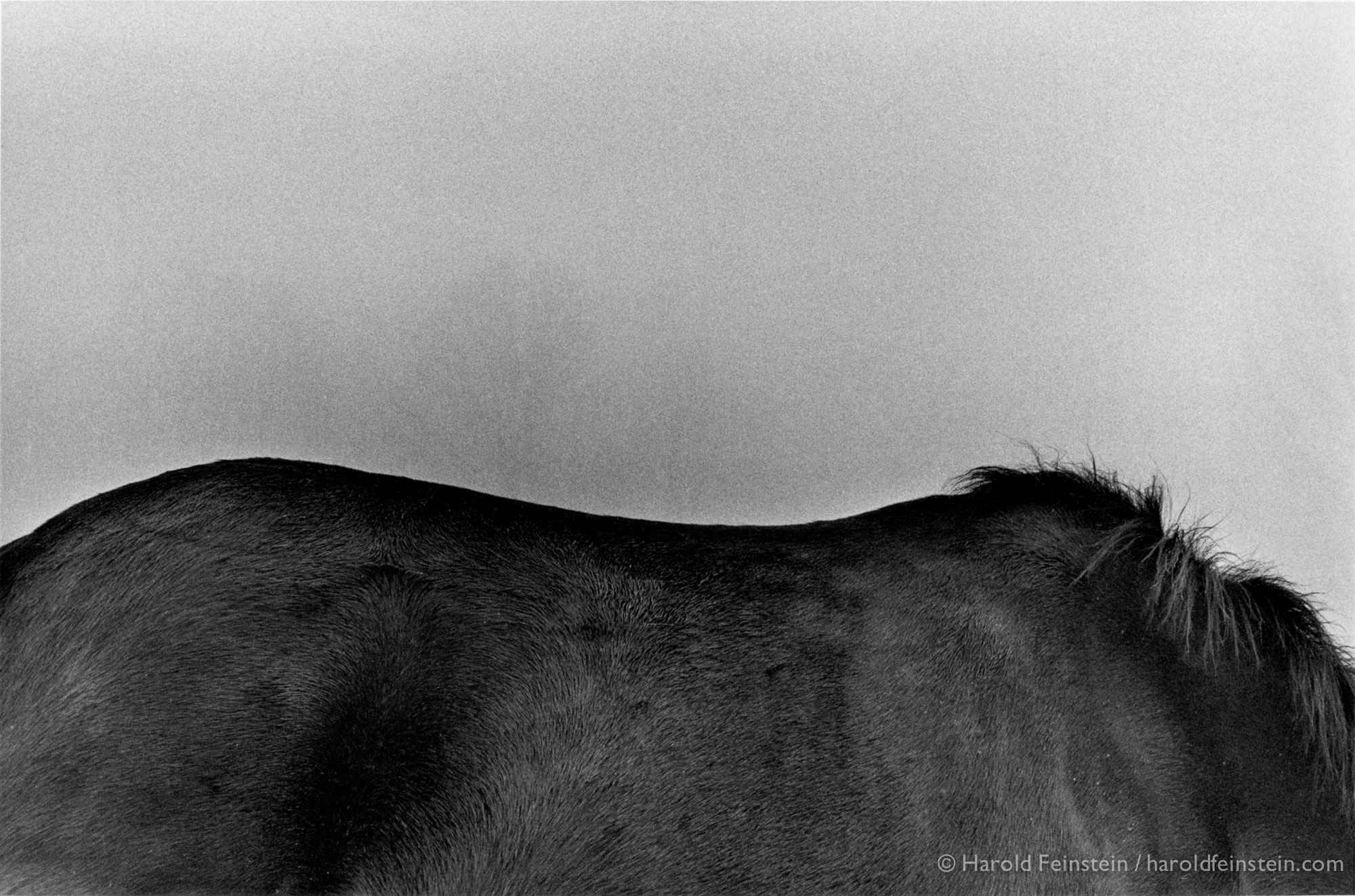 Спина лошади, 1975. Фотограф Гарольд Файнштейн 