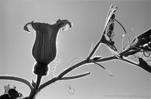 Цветение тыквы, 1976. Фотограф Гарольд Файнштейн 