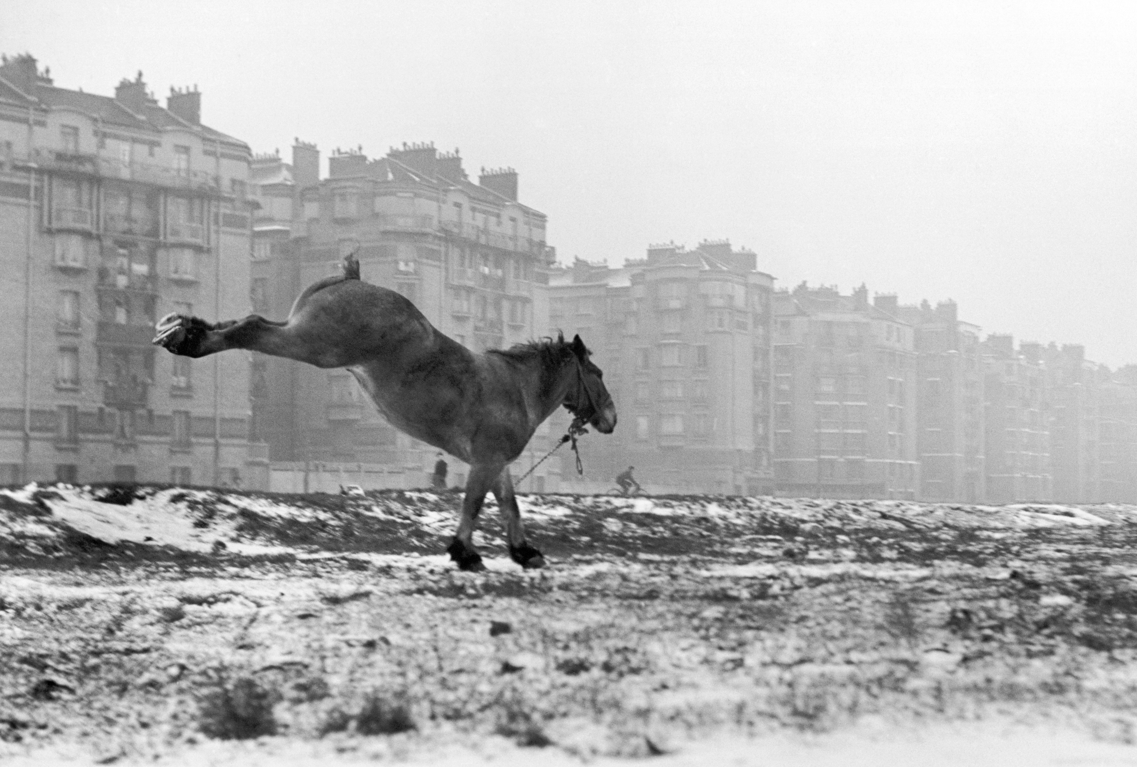 Лошадь, Порт-де-Ванв, Париж, 1952. Фотограф Сабина Вайс