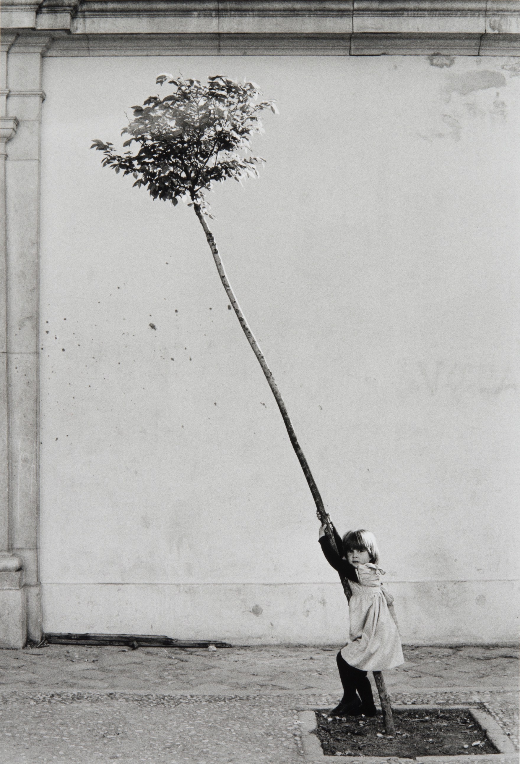 Маленькая девочка и деревце, Франция, 1981. Фотограф Сабина Вайс