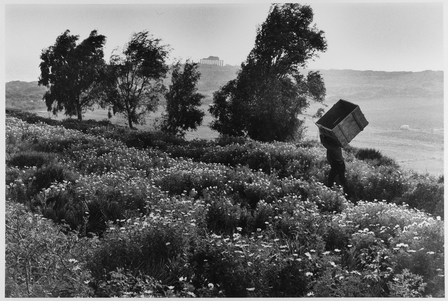 Мужчина несет пустой ящик на холм Сицилии, Италия, 1975. Фотограф Леонард Фрид