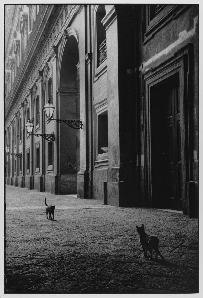 Кошки в переулке, Неаполь, Италия, 1956. Фотограф Леонард Фрид