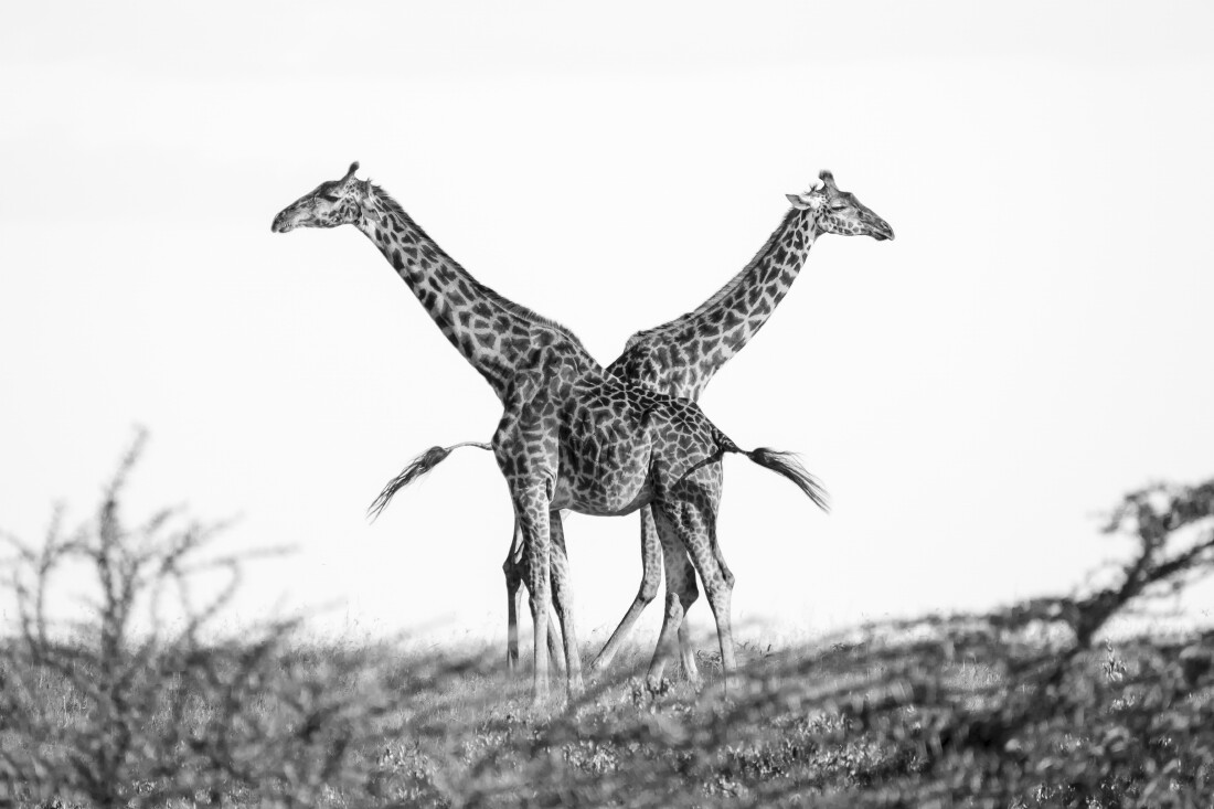 Почётное упоминание в категории Дикая природа среди любителей, 2021. Идеальное совпадение. Жирафы в Масаи-Мара. Автор Симона Кирш