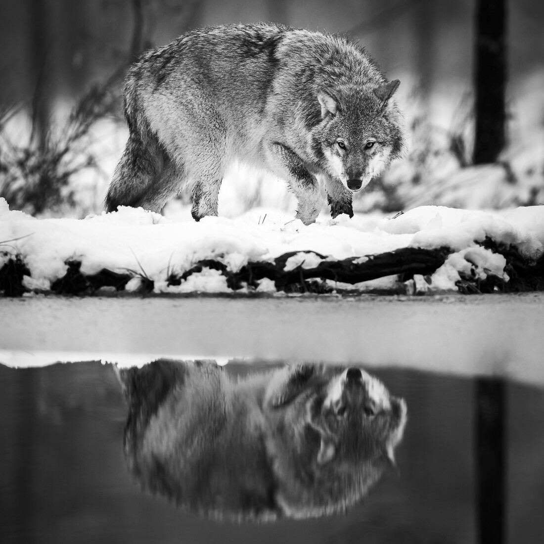 1-е место в категории Дикая природа среди любителей, 2021. Отражение волка. Автор Ристо Раунио
