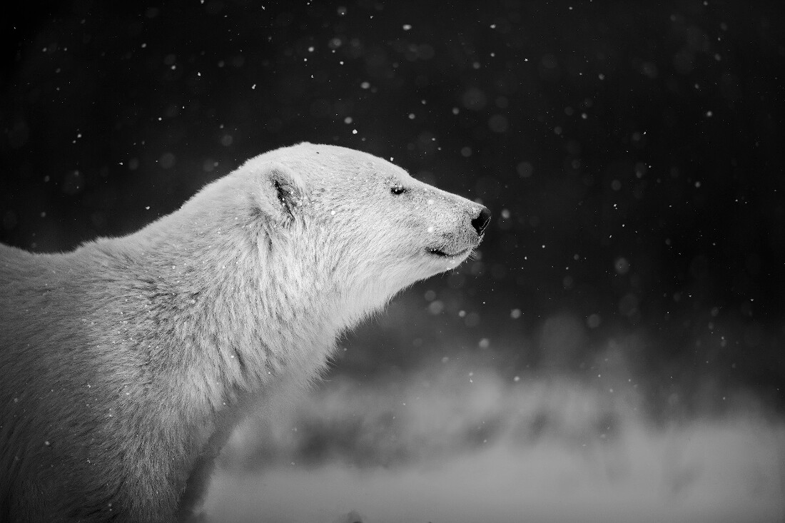 Почётное упоминание в категории Дикая природа среди профессионалов, 2021. Молодой белый медведь из Манитобы, Канада. Автор Марчелло Галлеано