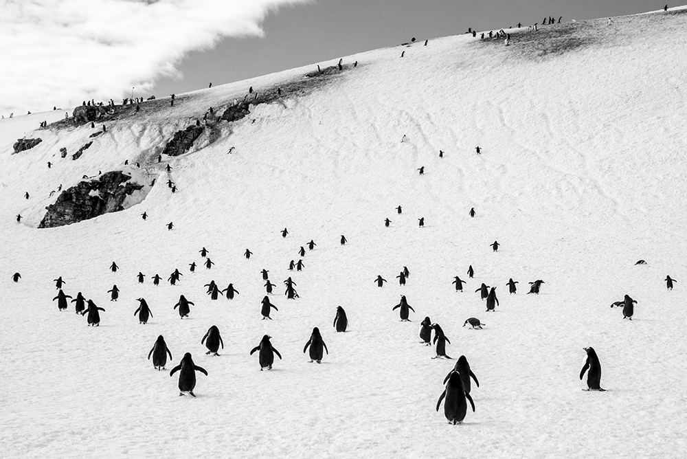 3-е место в категории Дикая природа среди профессионалов, 2019. Гуляющие пингвины. Автор Александр Миклебуст