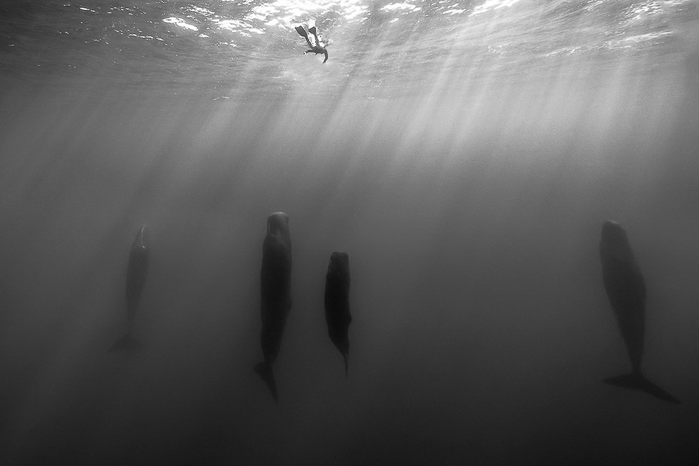 2-е место в категории Природа среди профессионалов, Monochrome Awards 2018. Океанские столпы. Дайвер смотрит на спящих кашалотов в тёплых водах Доминики. Фотограф Ромейн Баратс