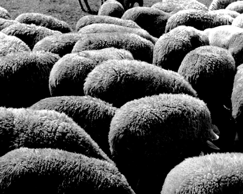 Овцы, Париж, 1936. Фотограф Фред Стайн