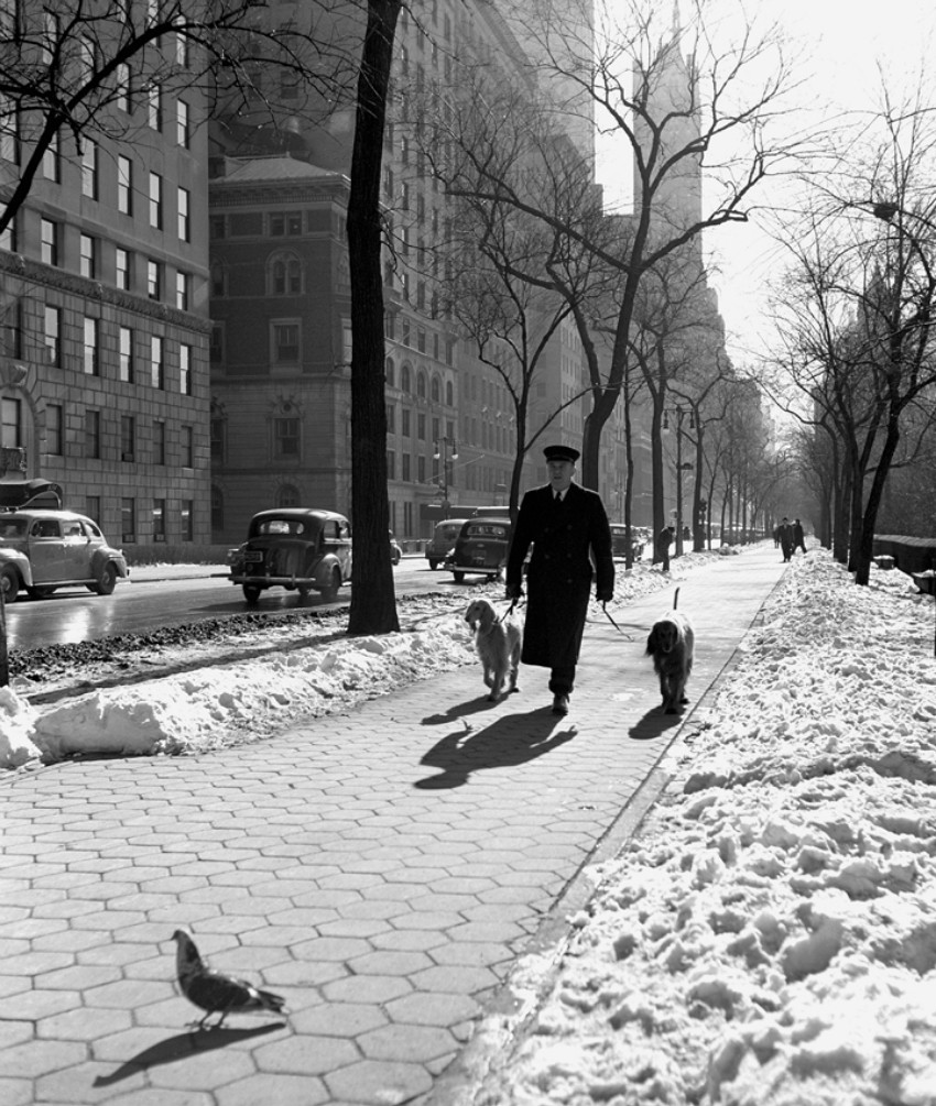 Выгуливающий собак, Нью-Йорк, 1949. Фотограф Фред Стайн