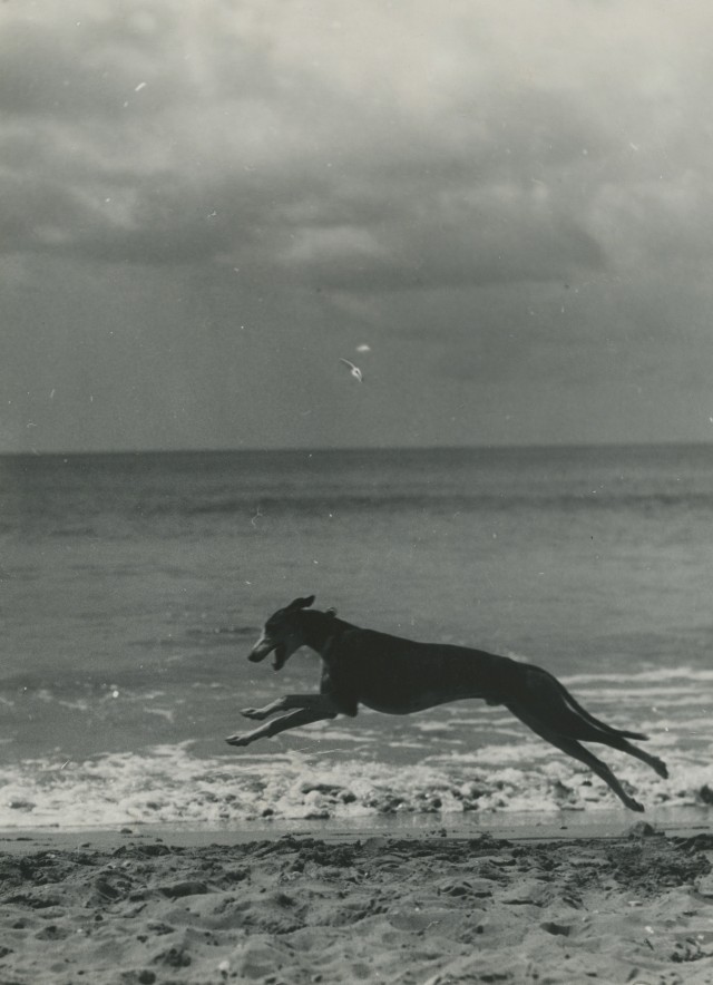 Собака на пляже. Фотограф Билл Брандт