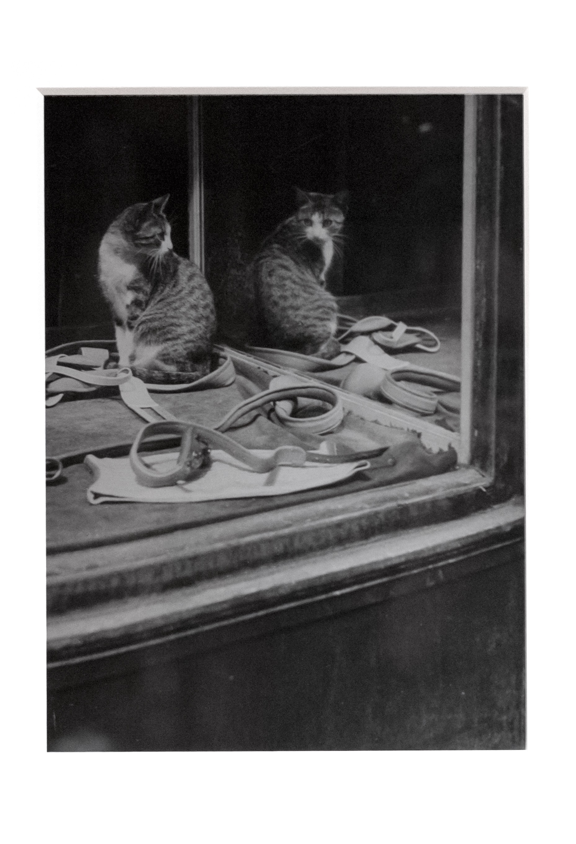 Кот и зеркало, около 1938. Фотограф Брассаи