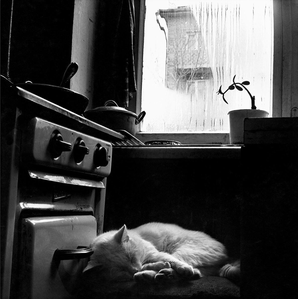 Кот на кухне, 1981. Фотограф Галина Лукьянова