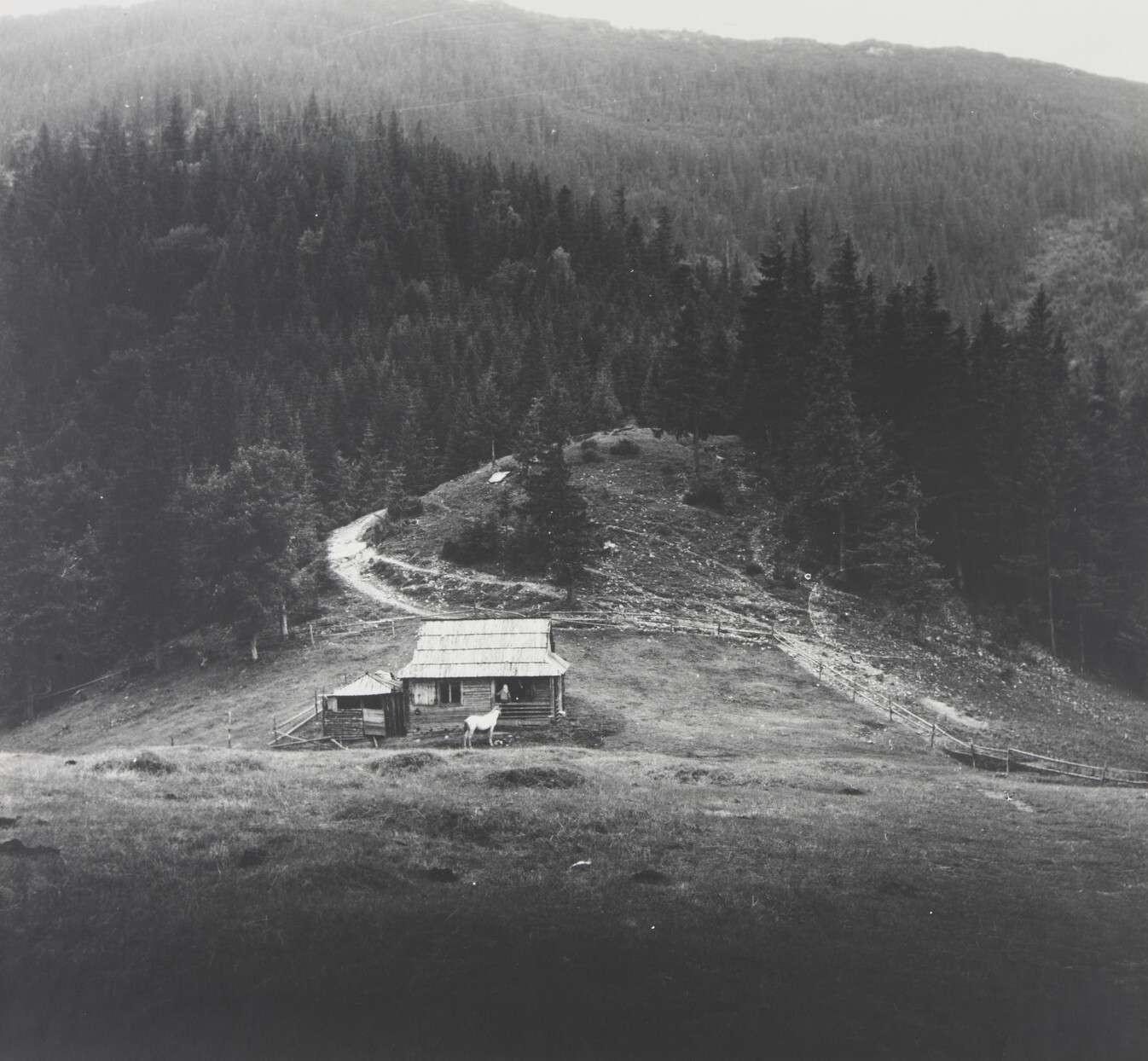 Пейзаж с белой лошадью. Карпаты, 1974. Фотограф Светлана Тимофеева