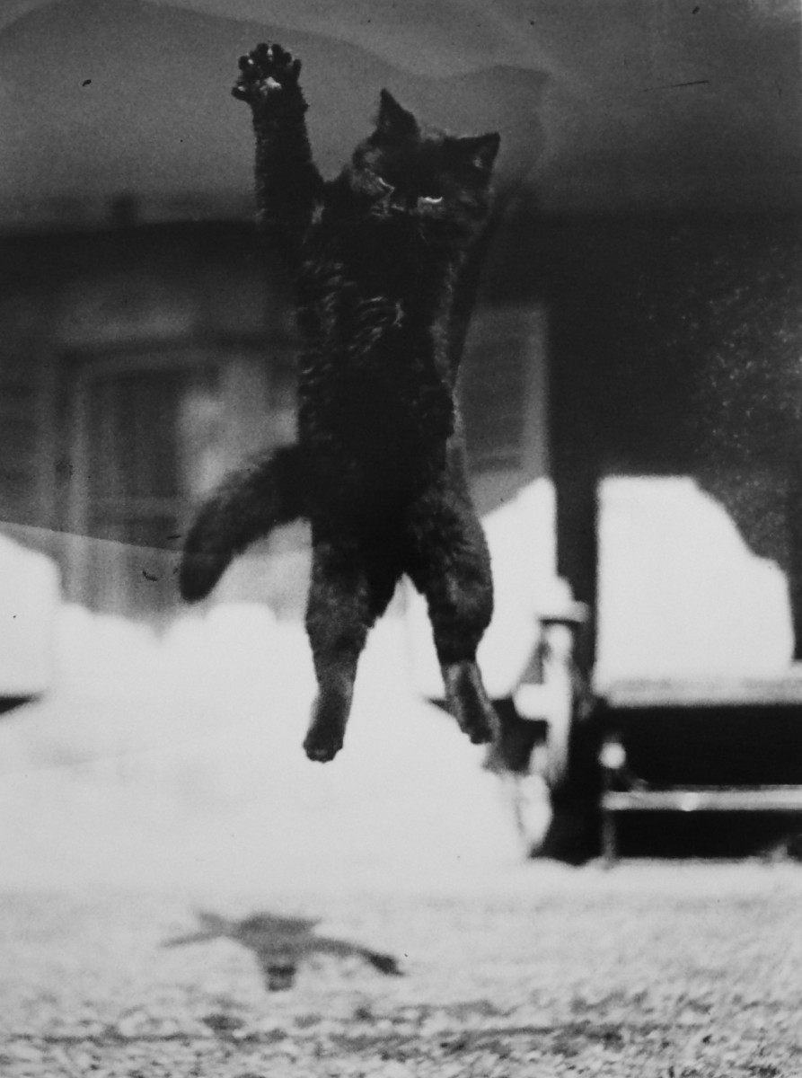 По, декабрь, 1912. Фотограф Жак Анри Лартиг