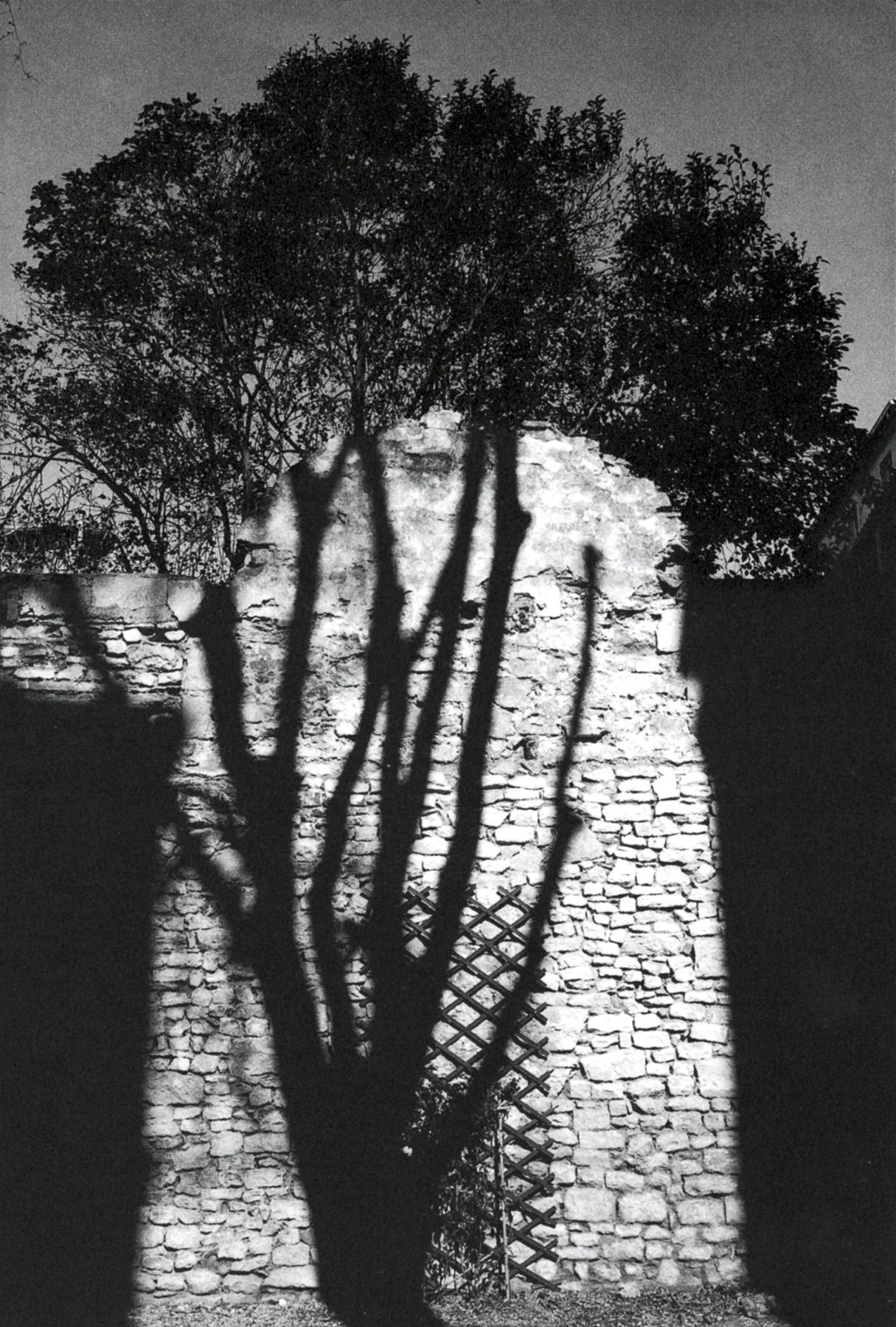 Тень дерева, Ним, Франция, 1989. Фотограф Мартина Франк