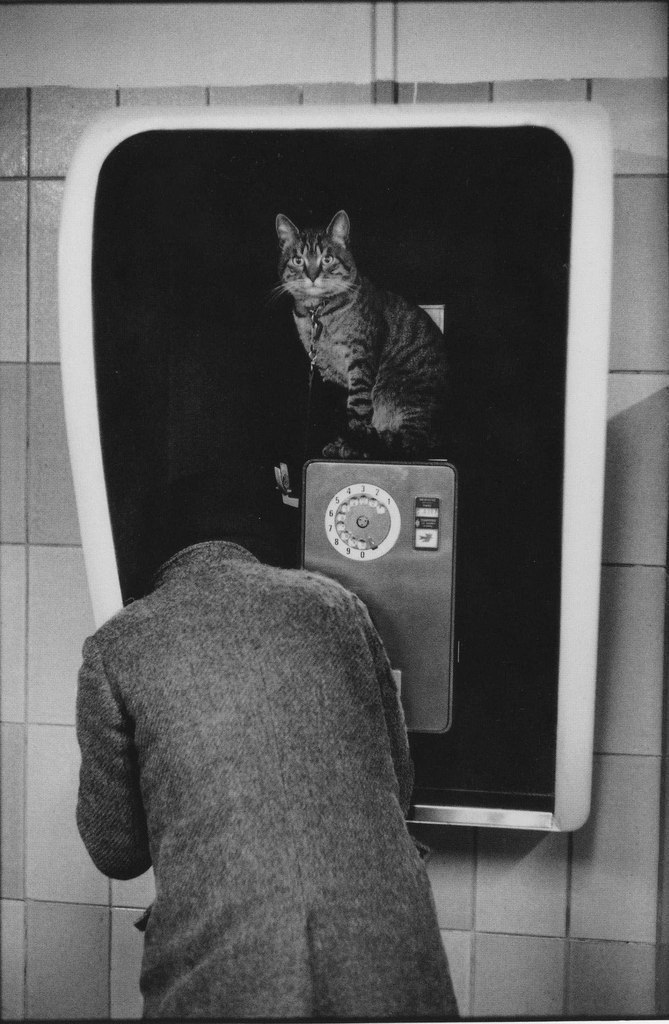 Телефонная будка с котом. Фотограф Мартина Франк
